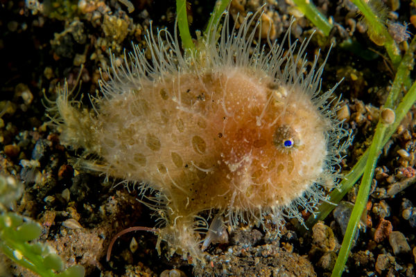 Hairy Frogfish Baby